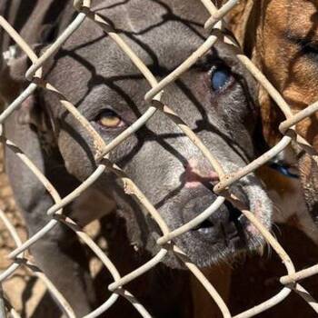 Vero/bella -  American Staffordshire Terrier Dog for Adoption in Kingman, Arizona - Vero/bella | PetCurious