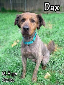 Dax -  Dutch Shepherd Dog for Adoption in Tulsa, Oklahoma - Dax | PetCurious