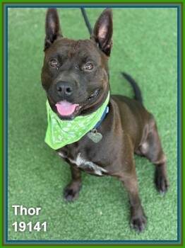 Pit Bull Terrier and American Staffordshire Terrier Dogs Available for Adoption in Marietta, Georgia - THOR | PetCurious