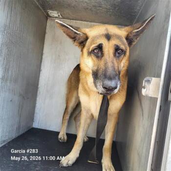 German Shepherd Dog Dogs Available for Adoption in San Antonio, Texas - AUBREY | PetCurious