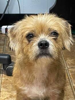 Cindy -  Cairn Terrier Dog for Adoption in Spencer, Indiana - Cindy | PetCurious