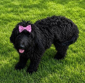 Cora -  Goldendoodle Dog for Adoption in Vinemont, Alabama - Cora | PetCurious