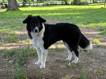 Mia -  Mixed Breed Dog for Adoption in Chestertown, Maryland - Mia | PetCurious