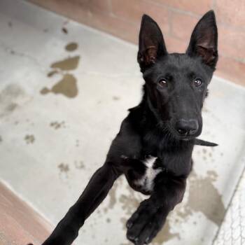 Rachel -  Shepherd and Mixed Breed Dog for Adoption in Goleta, California - Rachel | PetCurious