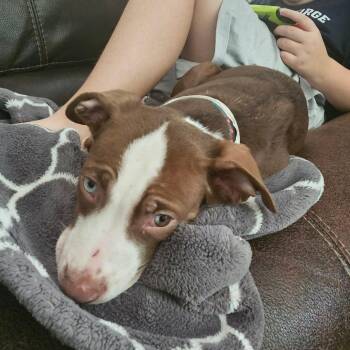 Shift -  Mixed Breed Dog for Adoption in Fredericksburg, Virginia - Shift | PetCurious