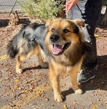 Rescue German Shepherd Dog Dogs for Adoption in Phoenix, Oregon - Wookiee | PetCurious