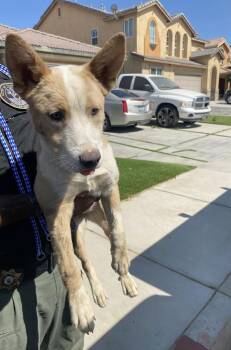 Sky -  Shepherd Dog for Adoption in Victorville, California - Sky | PetCurious