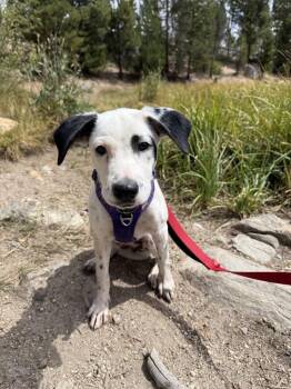 COOKIE -  Labrador Retriever Dog for Adoption in Broomfield, Colorado - COOKIE | PetCurious