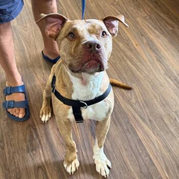 Rolo -  Mixed Breed Dog for Adoption in Loxahatchee Groves, Florida - Rolo | PetCurious