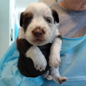 Sirius 4579 -  Mixed Breed Dog for Adoption in Loxahatchee Groves, Florida - Sirius 4579 | PetCurious