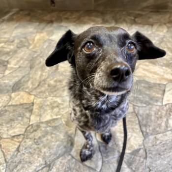 Chihuahua and Cattle Dog Dogs Available for Adoption in Los Angeles, California - Trendy | PetCurious