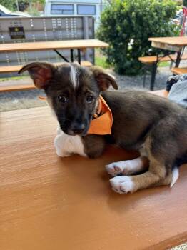 Rio -  Chihuahua Dog for Adoption in Denver, Colorado - Rio | PetCurious