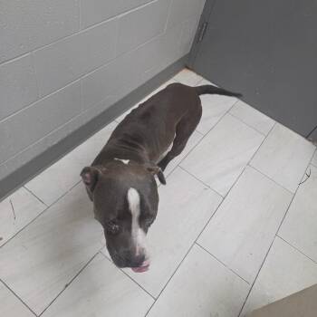 Brandon -  Pit Bull Terrier Dog for Adoption in Lufkin, Texas - Brandon | PetCurious