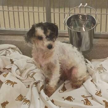 Fuchsia -  Shih Tzu Dog for Adoption in Lynchburg, Virginia - Fuchsia | PetCurious