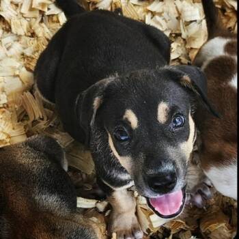 Dale *Arriving 7/25* D11825 -  Hound and Labrador Retriever Dog for Adoption - Dale *Arriving 7/25* D11825 | PetCurious