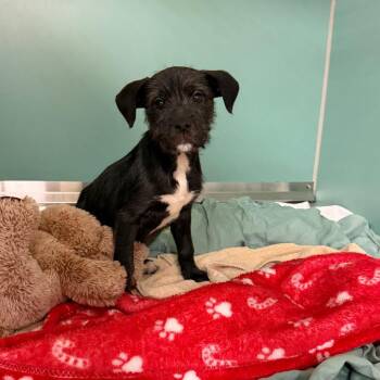 Mixed Breed Dogs Available for Adoption - Kira | PetCurious