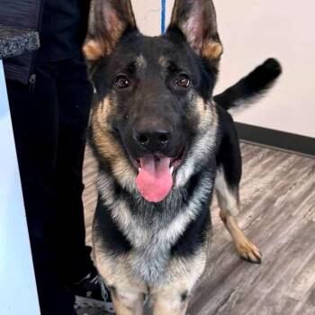 Hercules -  German Shepherd Dog Dog for Adoption in Van Horne, Iowa - Hercules | PetCurious