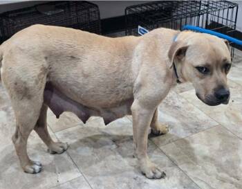 Pit Bull Terrier Dogs Available for Adoption - Pancake | PetCurious