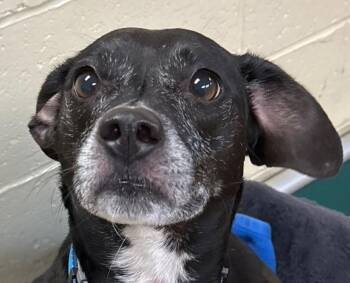 Rescue Labrador Retriever Dogs for Adoption in Norwalk, Connecticut - Luna | PetCurious