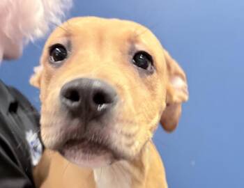Drako -  Boxer Dog for Adoption in Columbus, Indiana - Drako | PetCurious