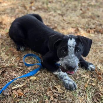 Boris -  Hound and Mixed Breed Dog for Adoption in Fayetteville, Arkansas - Boris | PetCurious