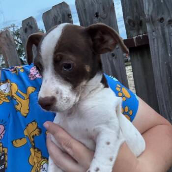 Chihuahua and Mixed Breed Dogs Available for Adoption - Two Tone | PetCurious