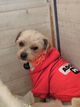 Yorkshire Terrier and Mixed Breed Dogs Available for Adoption - Catherine | PetCurious