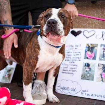 Terrier Dogs Available for Adoption in Dallas, Texas - Eazy | PetCurious