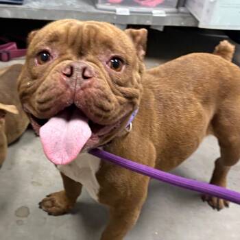 Belinda -  English Bulldog Dog for Adoption in Yuma, Arizona - Belinda | PetCurious