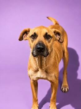BROSKI -  Mixed Breed Dog for Adoption in Jacksonville, Florida - BROSKI | PetCurious