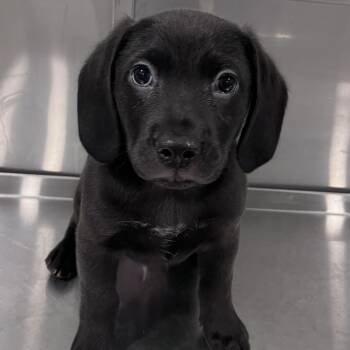 Labrador Retriever and Beagle Dogs Available for Adoption in Washburn, Missouri - Lowe | PetCurious