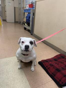 SHEBA -  Pit Bull Terrier and Mixed Breed Dog for Adoption in San Jose, California - SHEBA | PetCurious