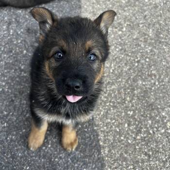 Tara -  German Shepherd Dog and Husky Dog for Adoption in Farmington, Minnesota - Tara | PetCurious