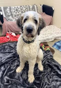 PHATTY -  Poodle and Saint Bernard Dog for Adoption in Fort Wayne, Indiana - PHATTY | PetCurious