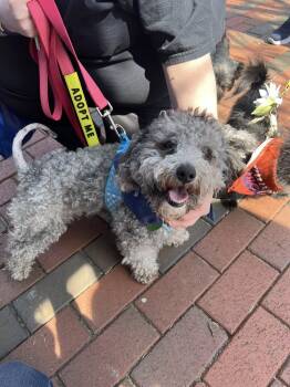 Miniature Schnauzer and Miniature Poodle Dogs Available for Adoption - Smokey | PetCurious