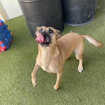 Bonnie -  Black Mouth Cur Dog for Adoption in Houston, Texas - Bonnie | PetCurious