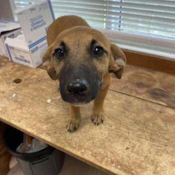 Lola bunny -  Mixed Breed Dog for Adoption in West Palm Beach, Florida - Lola Bunny | PetCurious