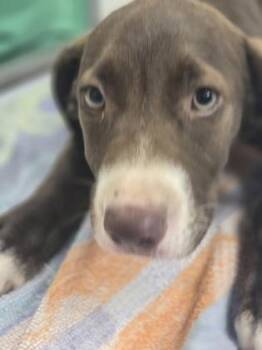 Cookie Crisp -  Mixed Breed Dog for Adoption in Morristown, New Jersey - Cookie Crisp | PetCurious