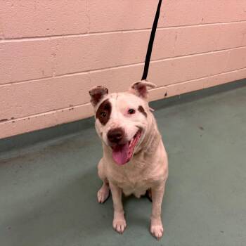 Kathy -  Mixed Breed Dog for Adoption in Memphis, Tennessee - Kathy | PetCurious