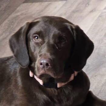 Cane -  Labrador Retriever Dog for Adoption in Elkton, Maryland - Cane | PetCurious