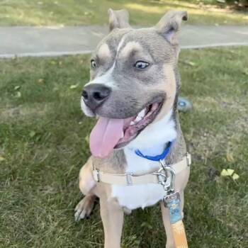 Graham -  Mixed Breed Dog for Adoption in Oak Brook, Illinois - Graham | PetCurious