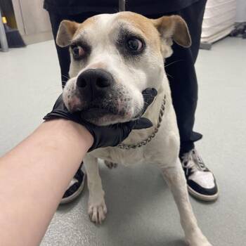 Mixed Breed Dogs Available for Adoption in Abilene, Texas - Nellie | PetCurious