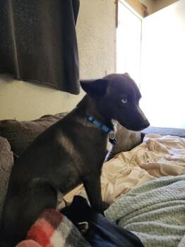 HEELEY -  Husky Dog for Adoption in Broomfield, Colorado - HEELEY | PetCurious