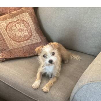 Ducky -  Fox Terrier Dog for Adoption in Houston, Texas - Ducky | PetCurious