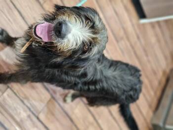 Rescue Briard and Aussiedoodle Dogs for Adoption in Shiloh, Illinois - Archie So Il | PetCurious