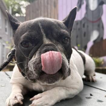 Yancy -  French Bulldog Dog for Adoption in Madison, Wisconsin - Yancy | PetCurious