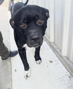 TOUGH -  Cane Corso and Mastiff Dog for Adoption in Killeen, Texas - TOUGH | PetCurious