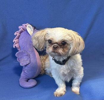Rocky Roo -  Shih Tzu Dog for Adoption in Cedartown, Georgia - Rocky Roo | PetCurious
