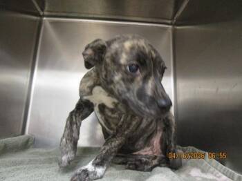 Pit Bull Terrier Dogs Available for Adoption in Marietta, Georgia - (504) | PetCurious