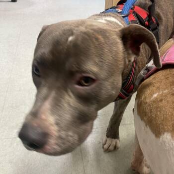 Pop -  Mixed Breed Dog for Adoption in Philadelphia, Pennsylvania - Pop | PetCurious